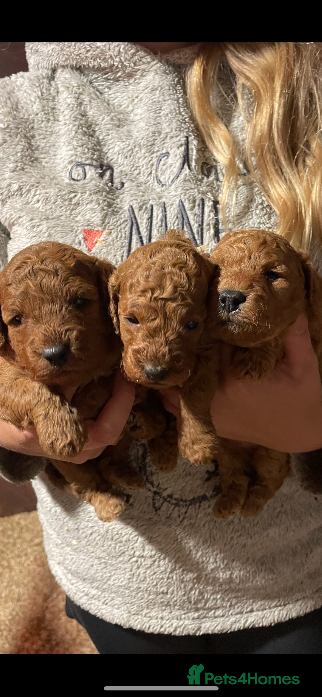 Cockapoo dogs for sale: Cockapoo Pups - Advert 5