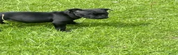 Staffordshire Bull Terrier dogs for sale: KC REGISTERED 3 BLACK BOYS 1 GIRL - Advert 5