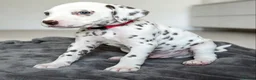 Dalmatian dogs for sale: Dalmation Puppies - Advert 11