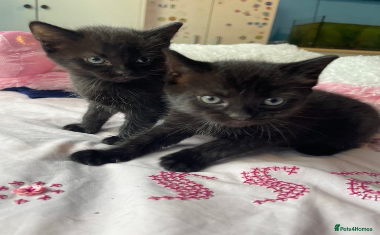 Mixed Breed cats - Advert 1