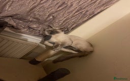 Ragdoll cats for sale: Ragdol - Image 11