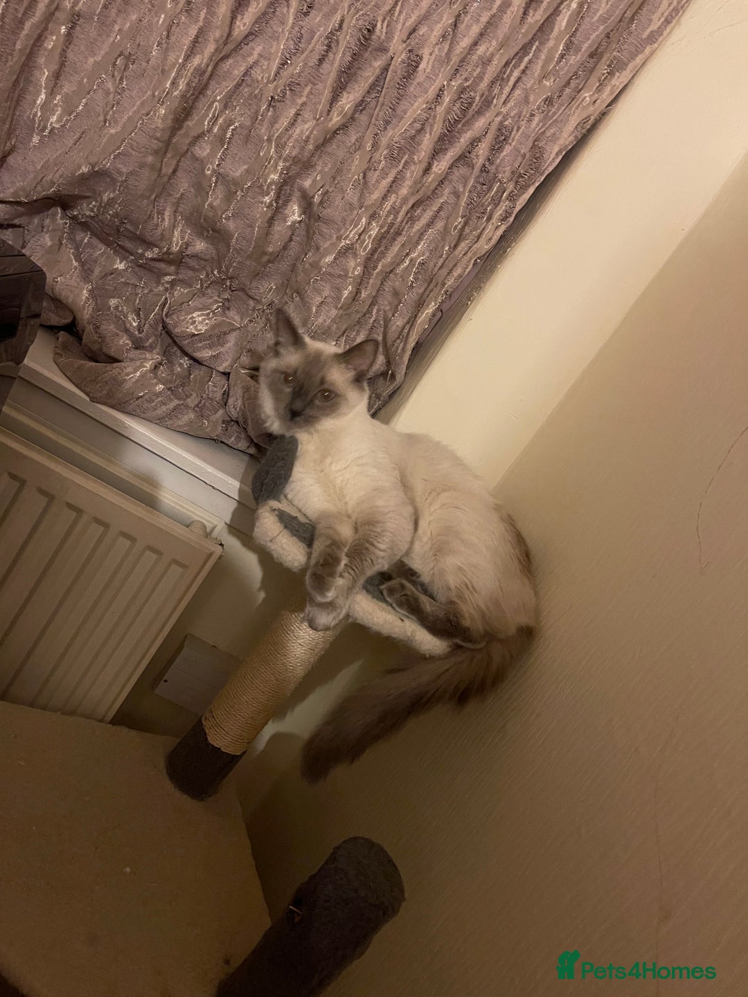 Ragdoll cats for sale: Ragdol - Image 11