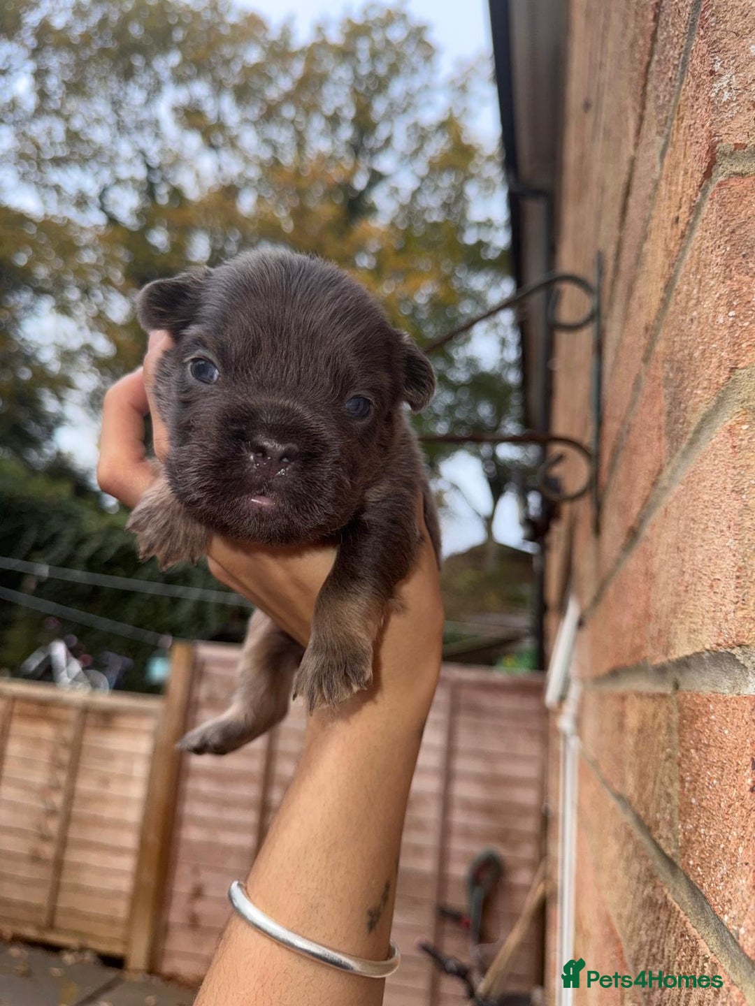 French Bulldog dogs for sale: Lilac & tan fluffies/ **  - Advert 15