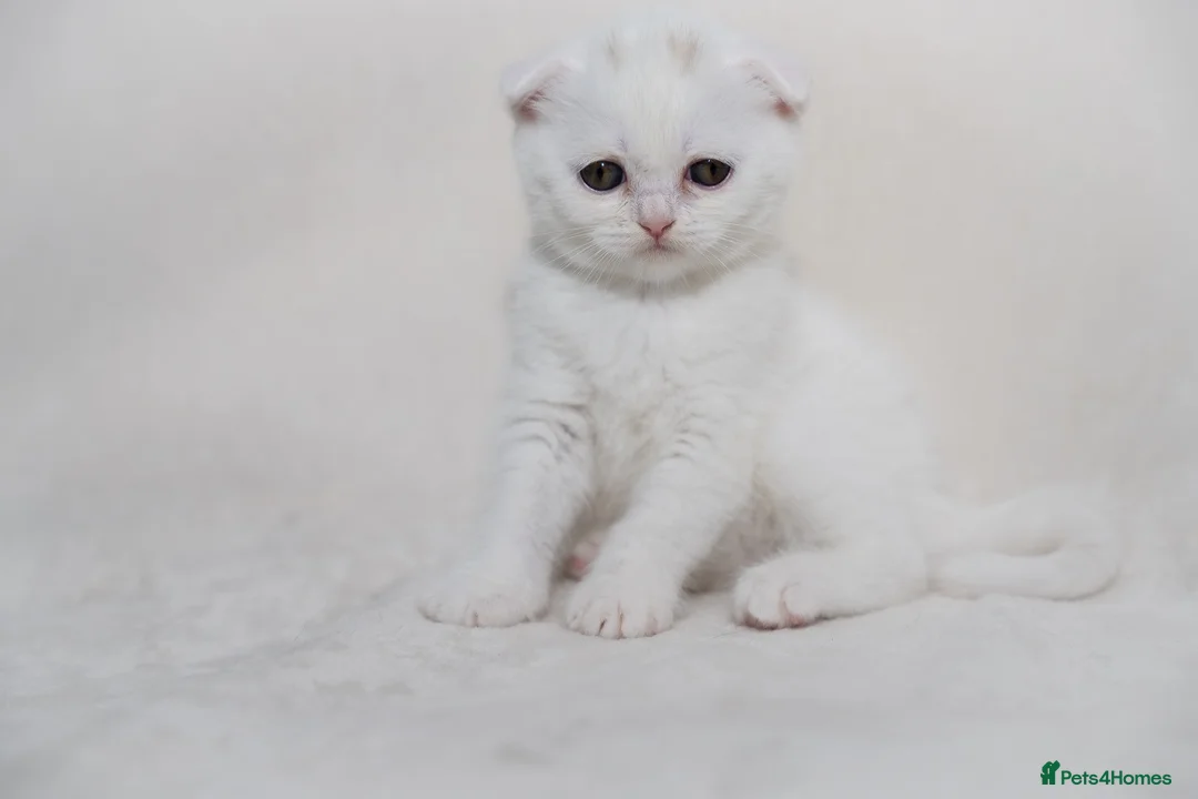 Scottish Fold cats for sale: Sottish Fold Beautiful kittens🐾 - £650 Each - Advert 18