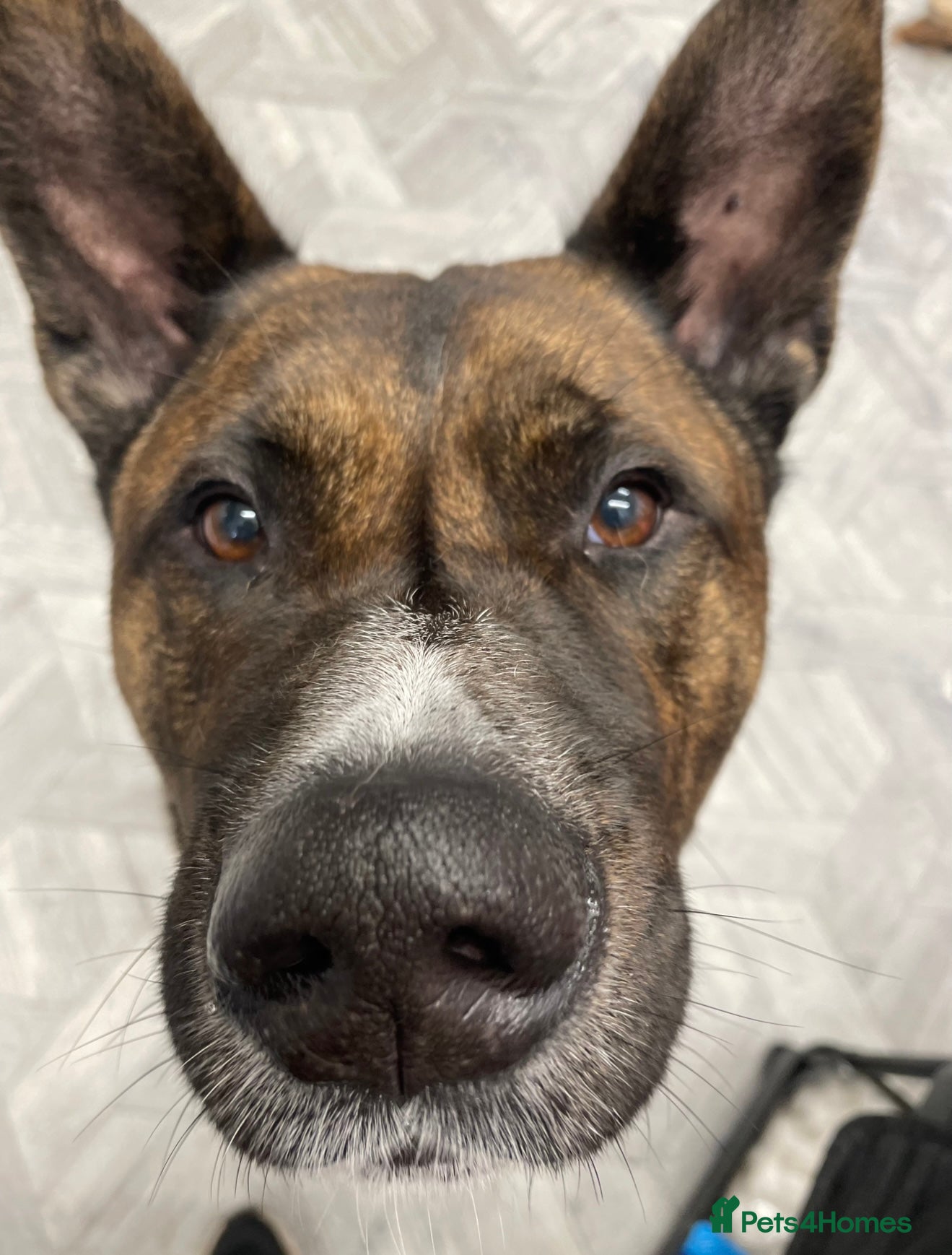 Mixed Breed dogs Male Akita staffy called sully - Advert 2