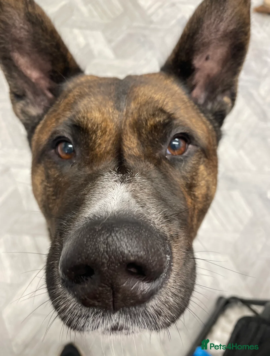 Mixed Breed dogs for sale: Male Akita staffy called sully - Advert 1