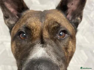 Mixed Breed dogs Male Akita staffy called sully - Advert 16