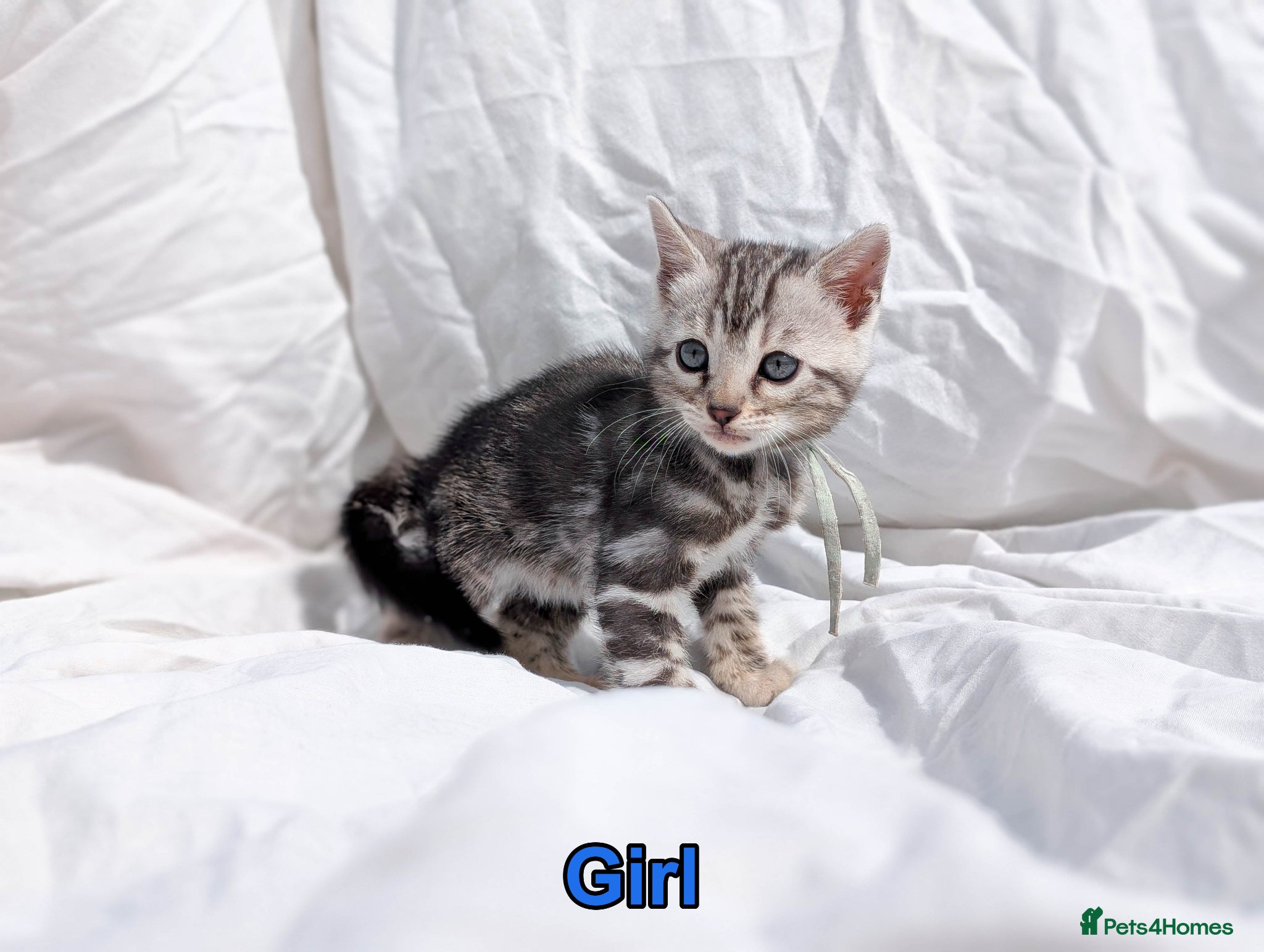 Bengal cats TICA Bengal Silver Marble| Glitter | Health Tested - Advert 3