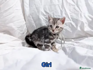 Bengal cats TICA Bengal Silver Marble| Glitter | Health Tested - Advert 3