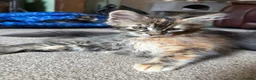 Maine Coon cats for sale: Beautiful Pedigree Maine Coon Kittens  - Advert 9