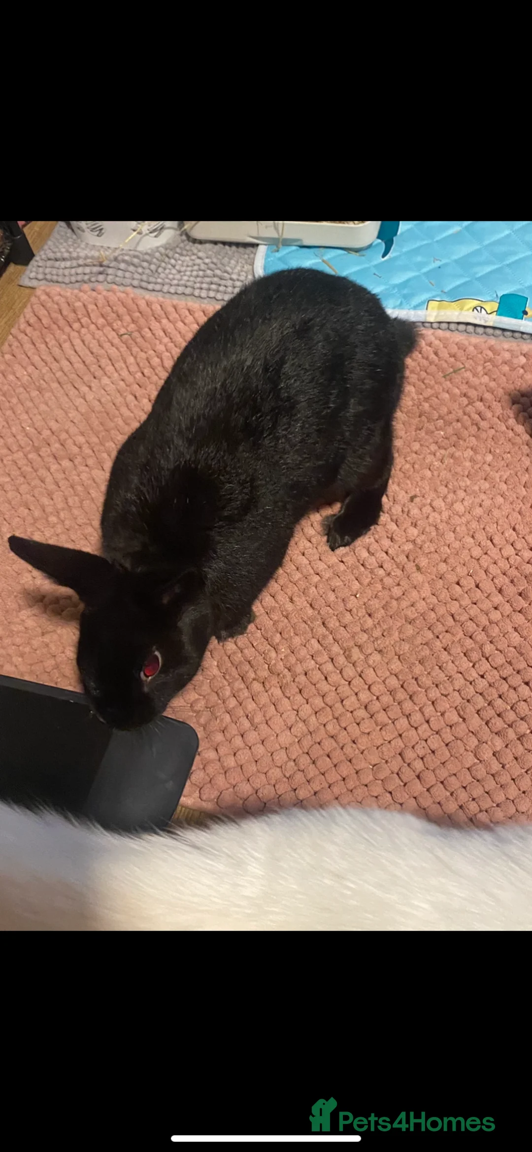 Mixed Breed rabbits for sale: 2 Male Rabbits for sale! - Advert 4