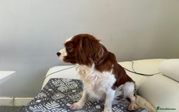 Cavalier King Charles Spaniel dogs for stud: KC registered health tested Blenheim stud in Folkestone - Image 11