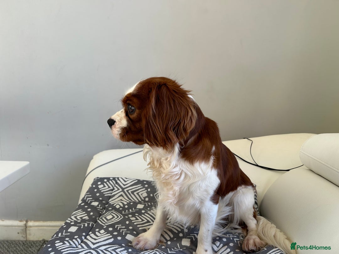 Cavalier King Charles Spaniel dogs for stud: KC registered health tested Blenheim stud in Folkestone - Image 11