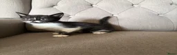 Mixed Breed cats for sale: Gorgeous Playful Kittens - Advert 6