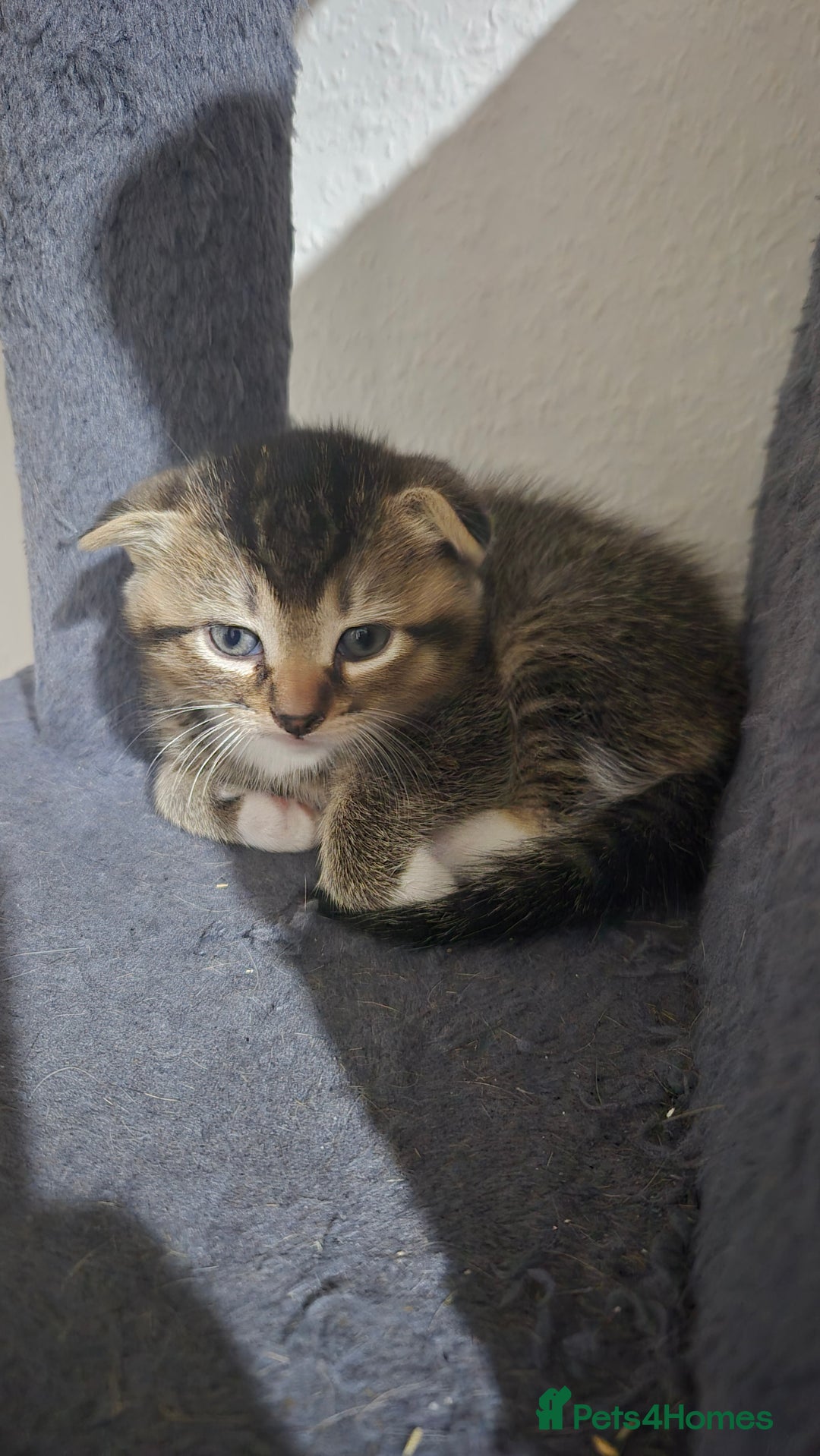 Scottish Fold cats for sale: LAST GOLDEN SHADED GIRL SCOTTISH FOLD GIRL LEFT - Advert 4