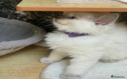 Ragdoll cats for sale: Ragdoll kittens  - Image 19