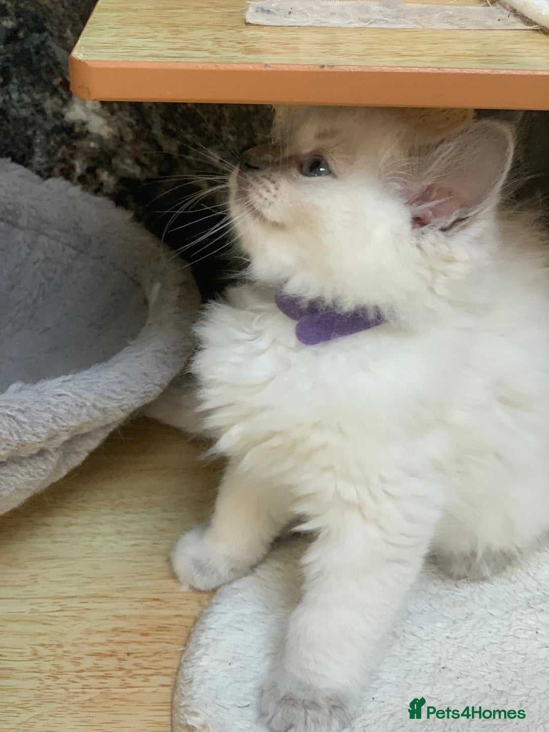 Ragdoll cats for sale: Ragdoll kittens  - Image 19