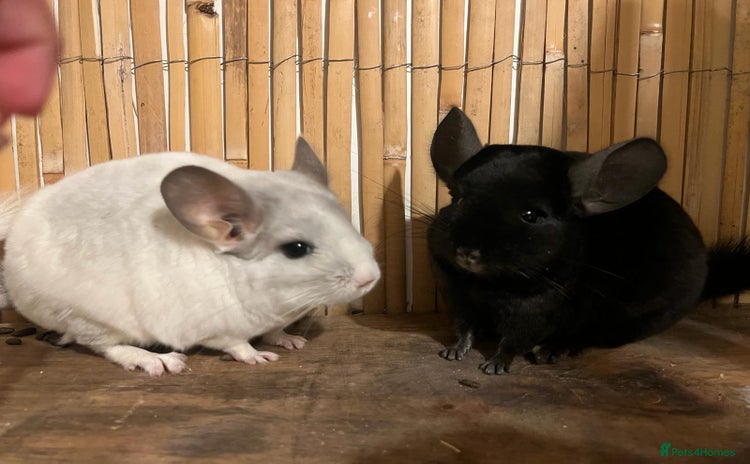 Chinchilla rodents 2 female chinchillas 1 black and 1 white  - Advert 1