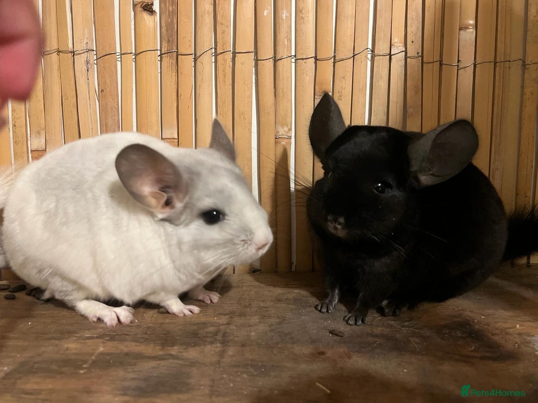 Chinchilla rodents for sale: 2 female chinchillas 1 black and 1 white  - Advert 1