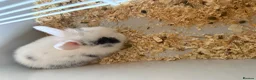 Mixed Breed rabbits for sale: Rabbits for sale  - Advert 2