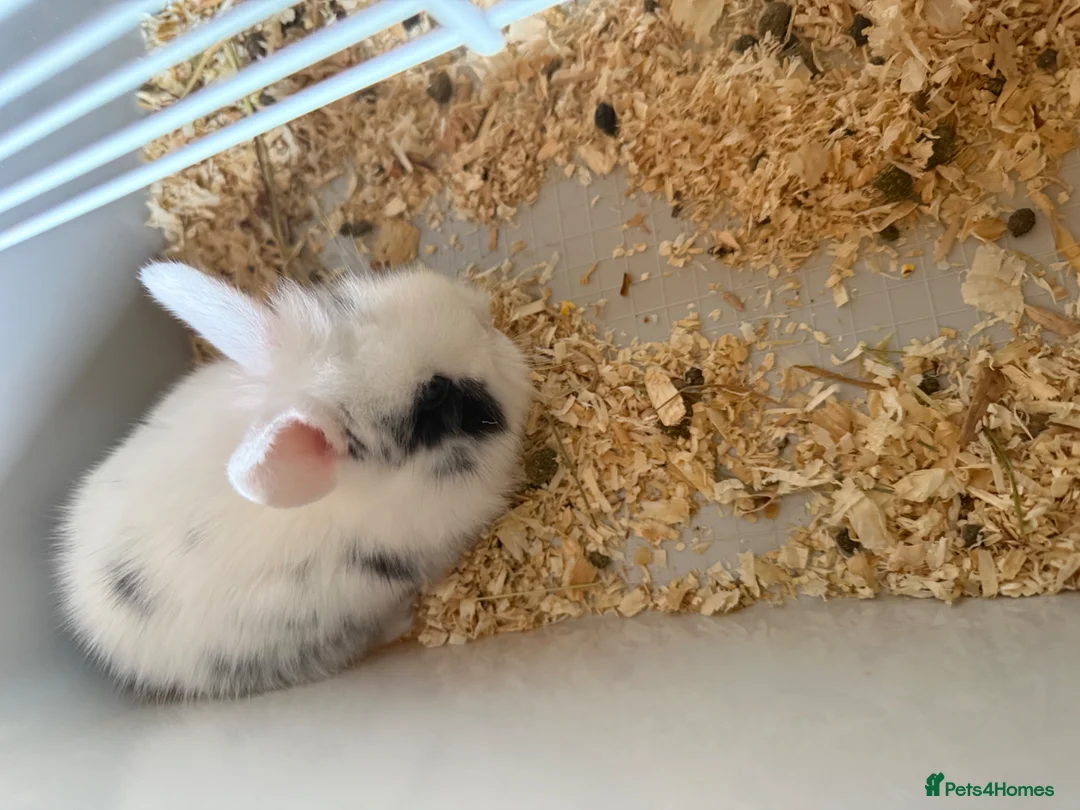 Mixed Breed rabbits for sale: Rabbits for sale  - Advert 2