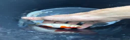 Koi Carp fish for sale: Pond closure  in West Bromwich - Advert 7