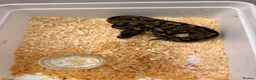 Python Snake reptiles for sale: Clown Clutch/Blackhead Mahogany  - Advert 7