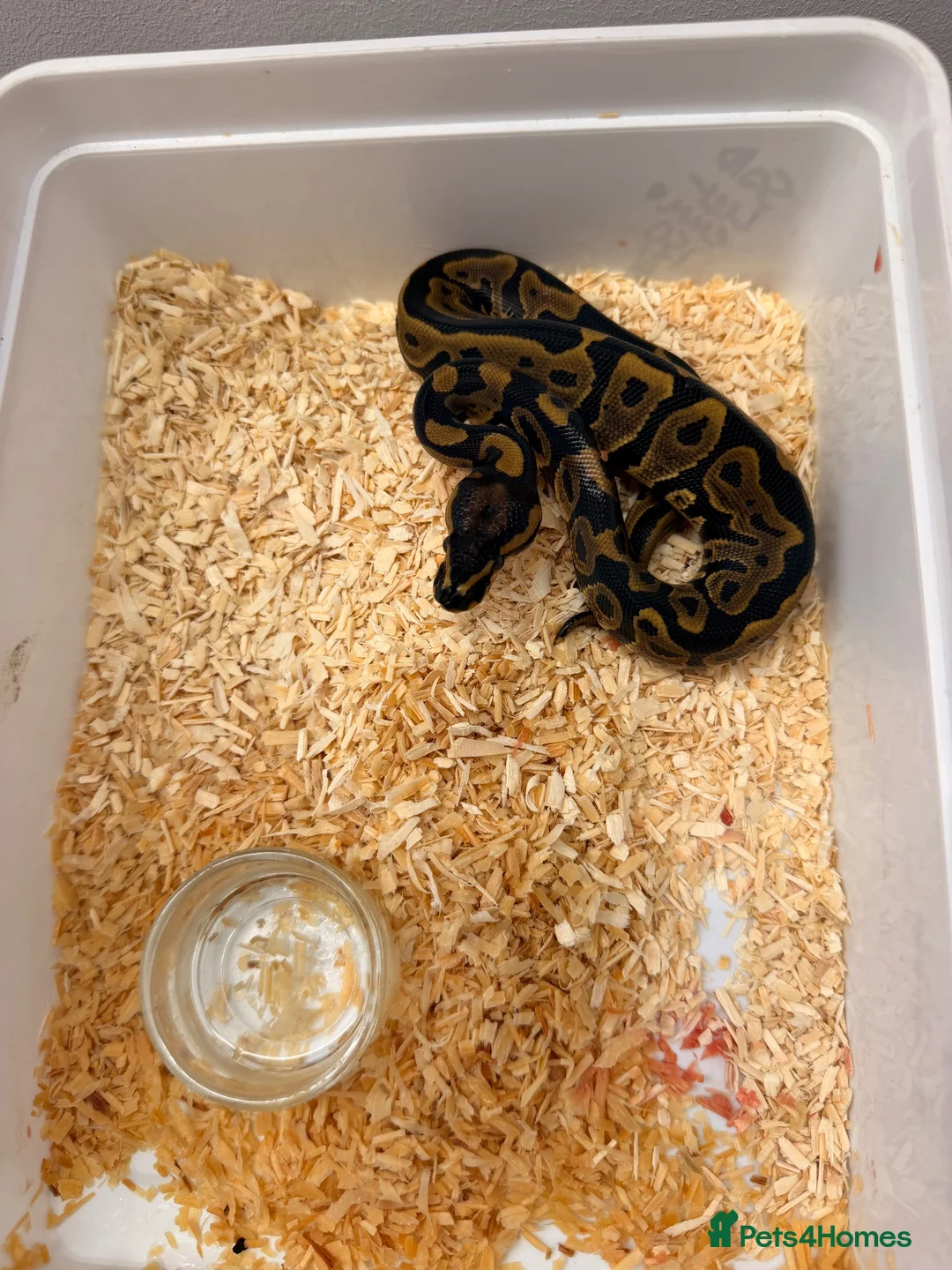 Python Snake reptiles for sale: Clown Clutch/Blackhead Mahogany  - Advert 7