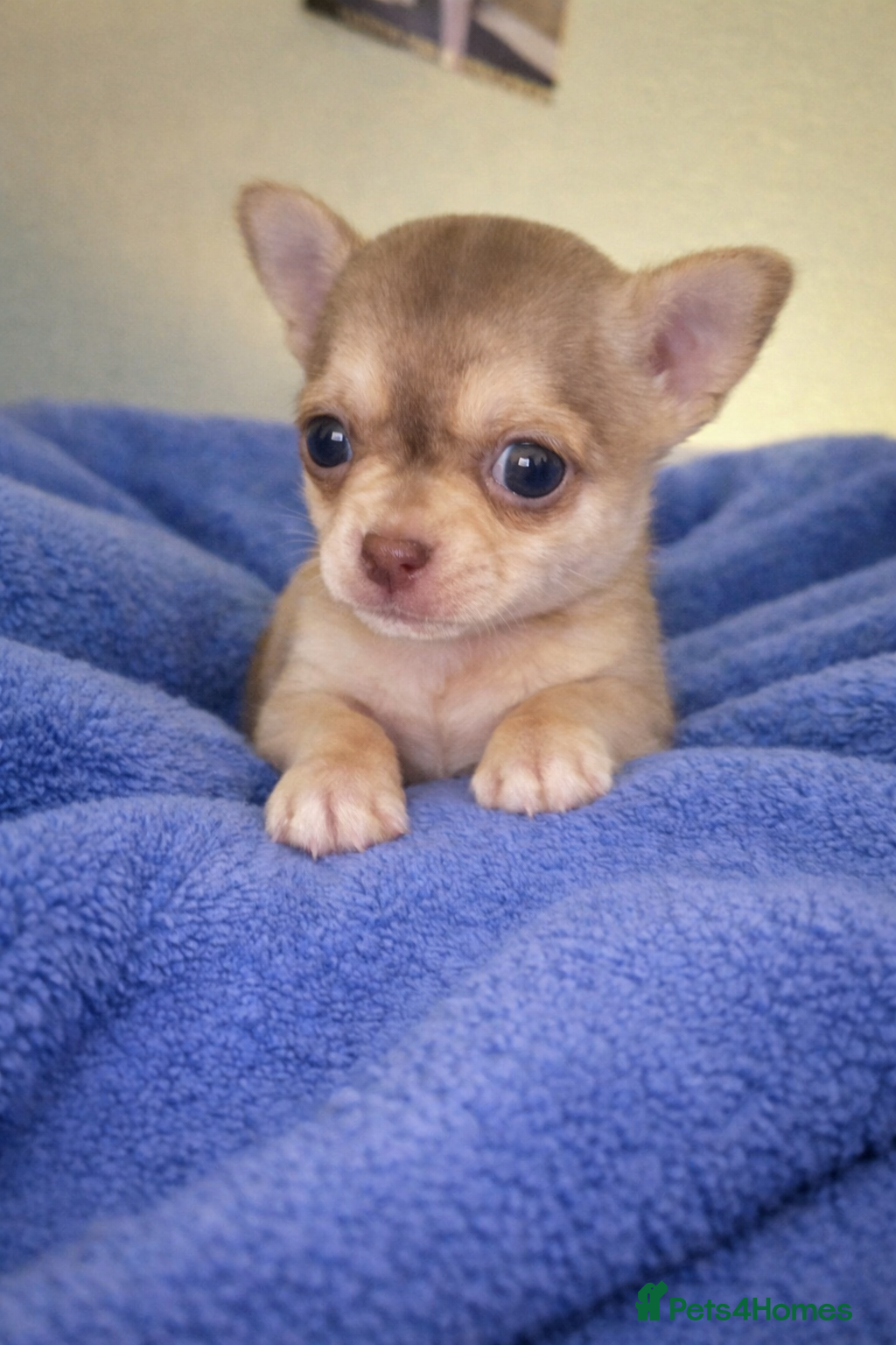 Chihuahua dogs Pedigree chihuahua puppies  - Advert 7