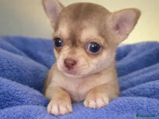 Chihuahua dogs Pedigree chihuahua puppies - Advert 7