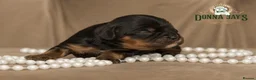 Cavalier King Charles Spaniel dogs for sale: Donna Jays Petite Cavaliers 🌟🌟🌟🌟🌟 - Advert 10