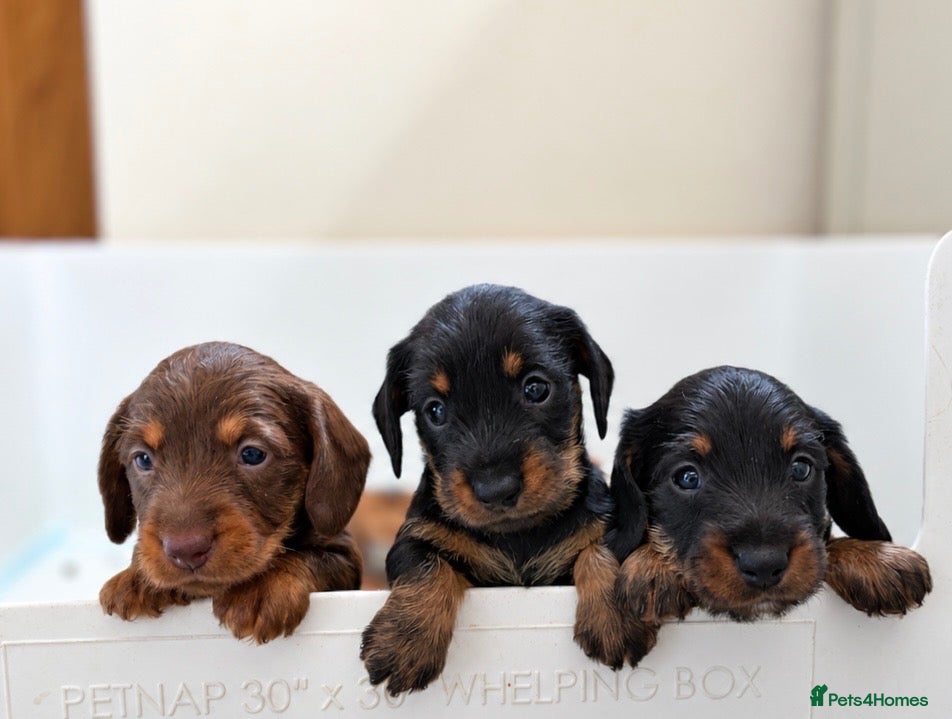 Dachshund dogs Wire haired miniature dachsunds - Advert 1