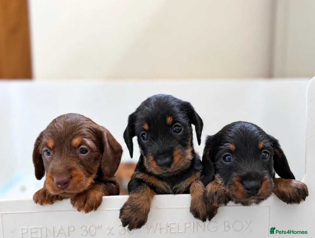 Dachshund dogs for sale: Wire haired miniature dachsunds - Advert 1