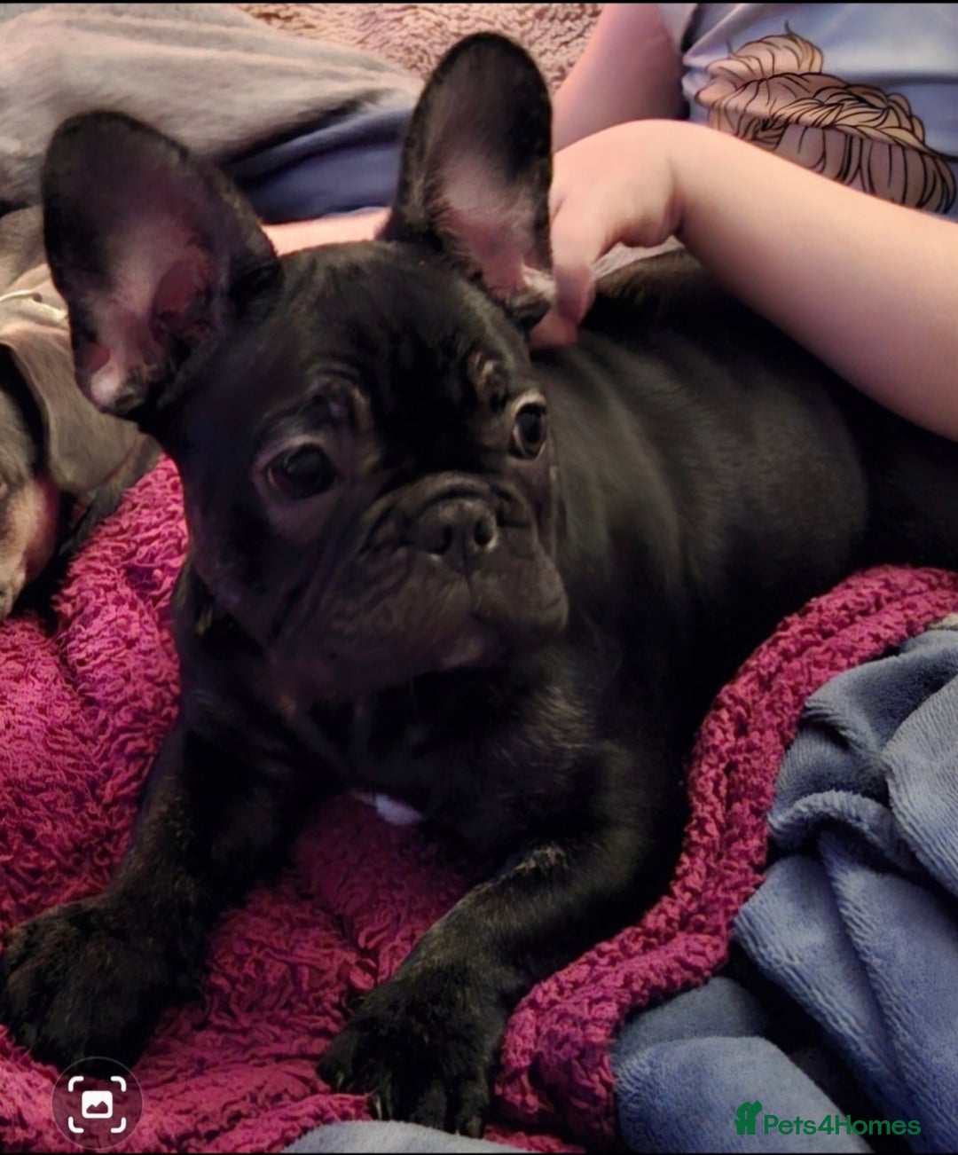 French Bulldog dogs for sale: Stunning kc reg French bulldog sisters  - Image 6