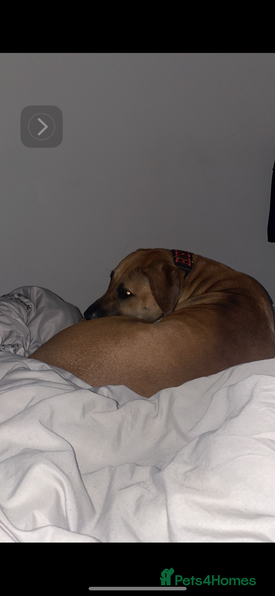 Mixed Breed dogs for sale: Mastiff  - Image 3