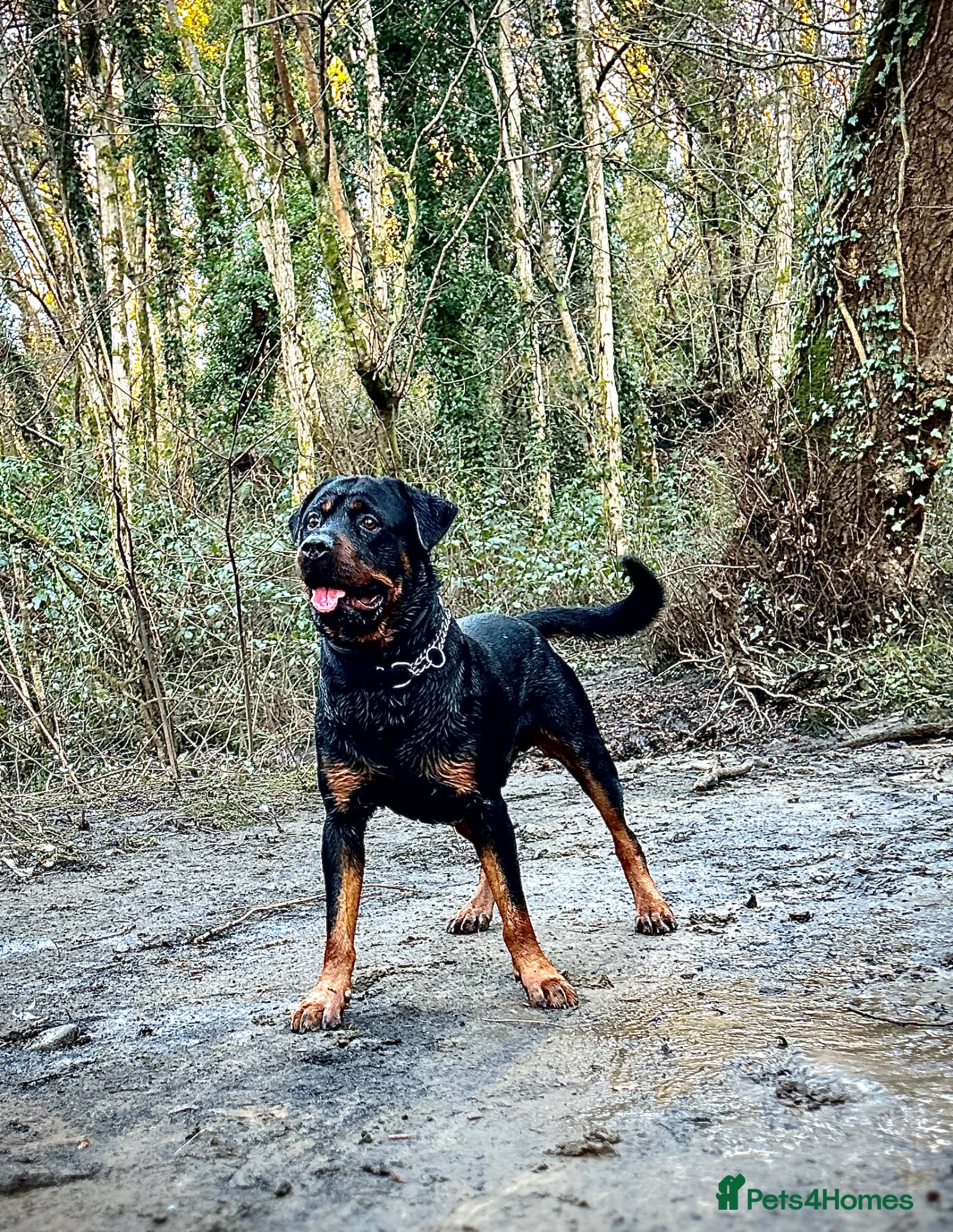 Rottweiler dogs Rottweiler for stud  - Advert 1