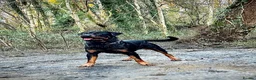 Rottweiler dogs for stud: Rottweiler for stud  - Advert 1