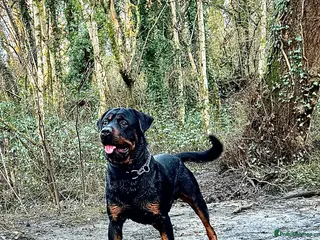 Rottweiler dogs Rottweiler for stud - Advert 1