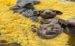 Miniature Dachshund dogs for sale: Miniature Dachshunds - Image 6