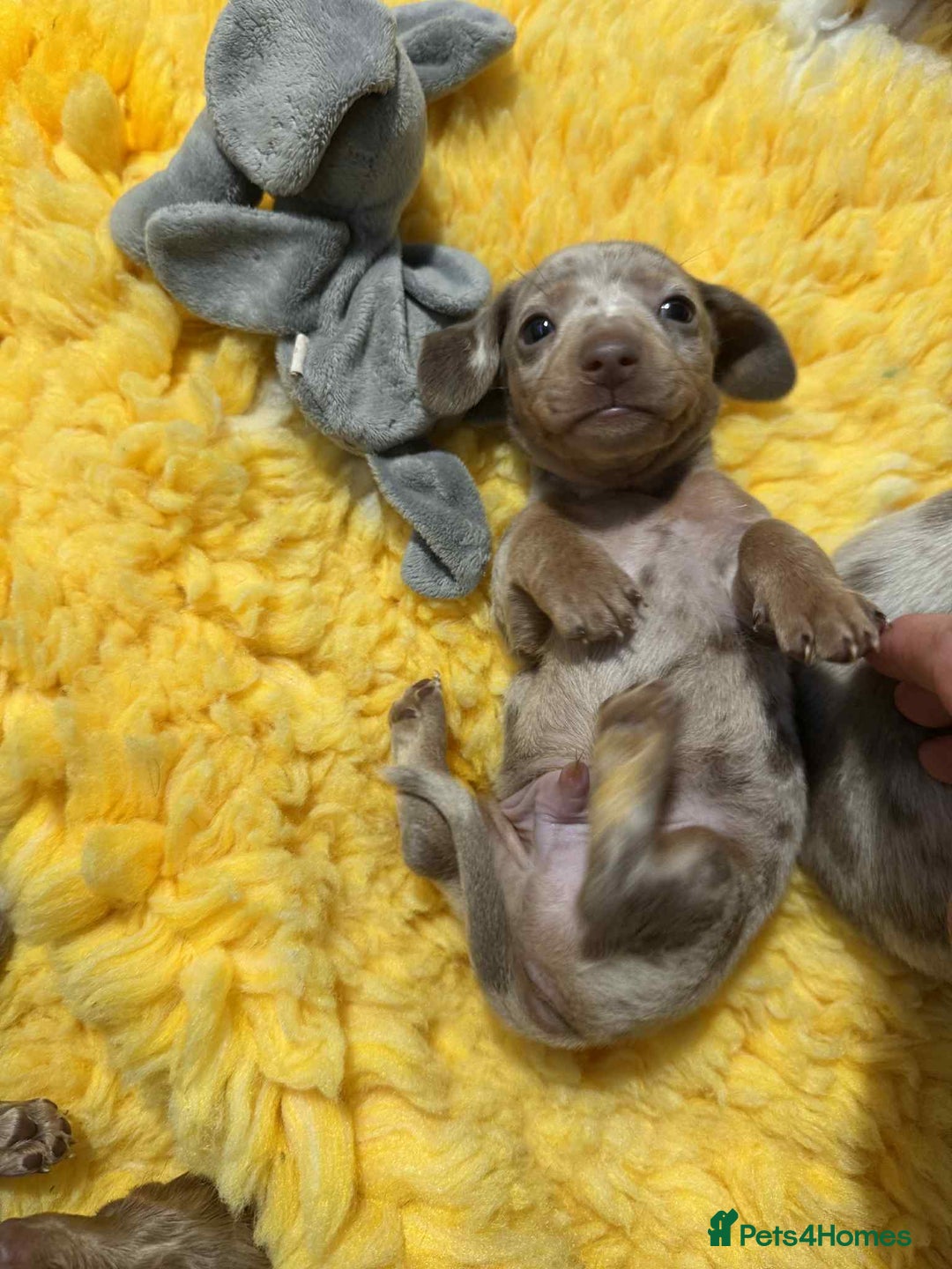 Miniature Dachshund dogs for sale: Miniature Dachshunds - Image 6