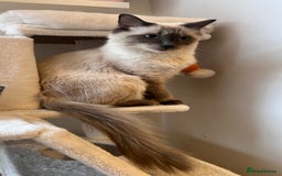 Ragdoll cats for sale: Milo & Mila my beloved cats  - Image 4
