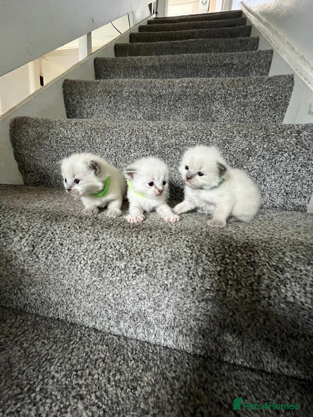 Ragdoll cats for sale: 3 Male Ragdoll kittens - Image 2