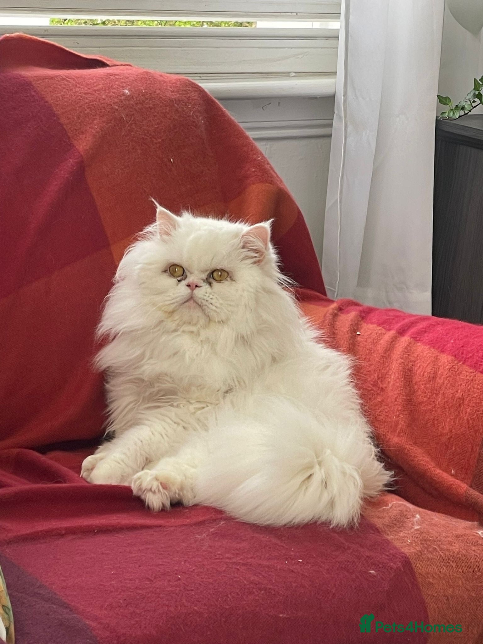 Mixed Breed cats Half Persian kittens for sale  - Advert 1