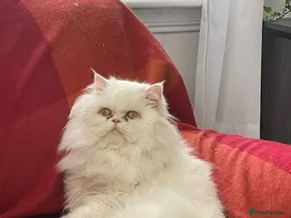 Mixed Breed cats Half Persian kittens for sale - Advert 1