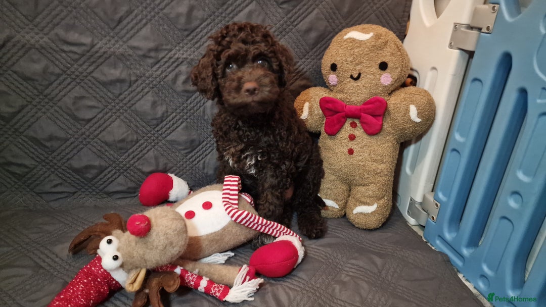 Lagotto Romagnolo dogs for sale: KC reg, Lagotto Romagnolo, LAST GIRL - Advert 5