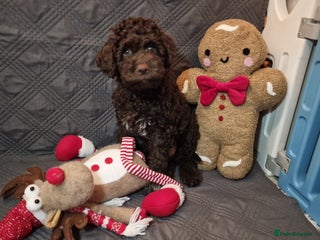 Lagotto Romagnolo dogs Beautiful Lagotto Romagnolo girl, KC reg - Advert 2