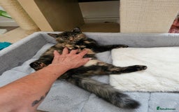British Shorthair cats for sale: Gorgeous Tortie ✨ Rabies Vax ✅🌎✈️ - Image 10