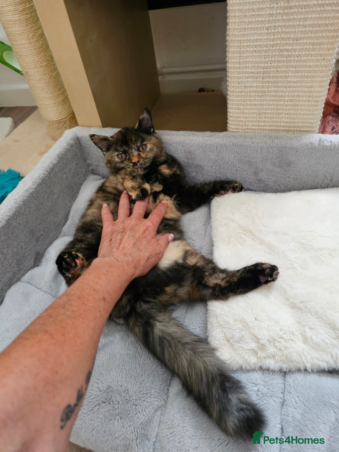 British Shorthair cats for sale: Gorgeous Tortie ✨ Rabies Vax ✅🌎✈️ - Image 10