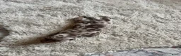 Dachshund dogs for sale: Long hair Dachshund  - Advert 3