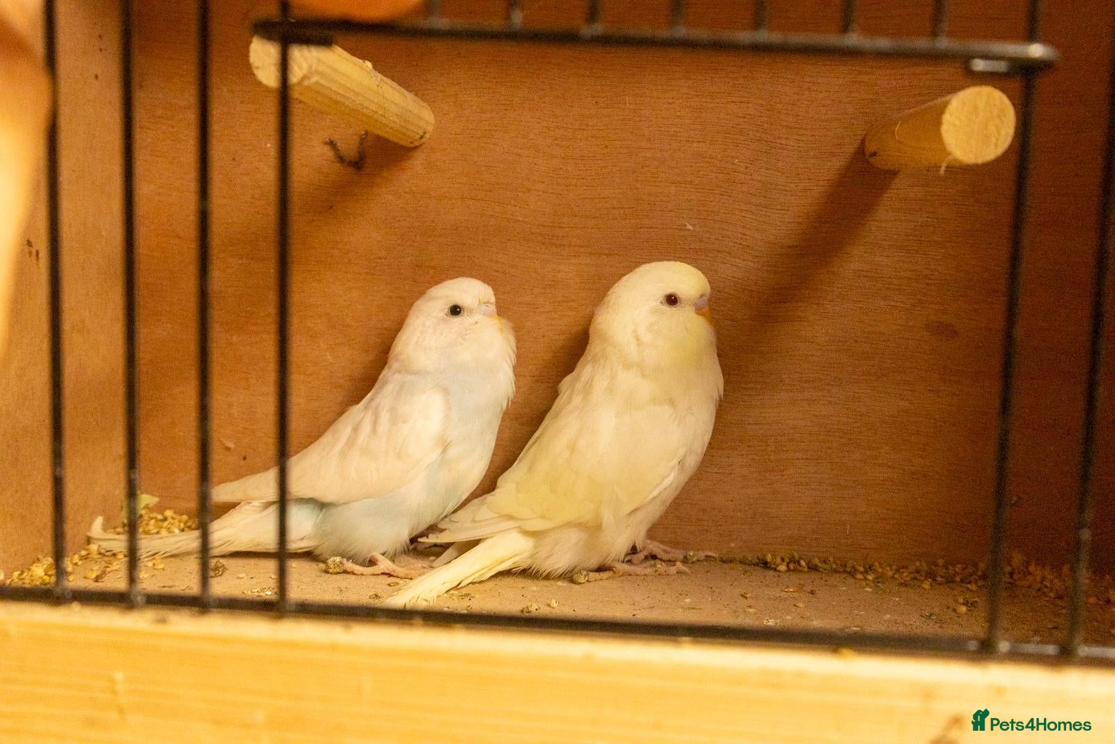 Budgerigars birds Baby Budgies. - Advert 1